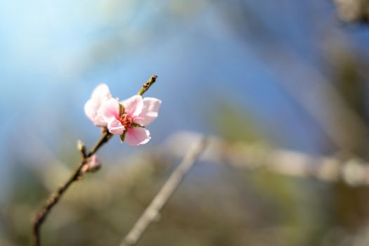 Sakura flowers blooming blossom in Chiang Mai, Thailand, nature background