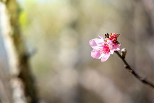 Sakura flowers blooming blossom in Chiang Mai, Thailand, nature background