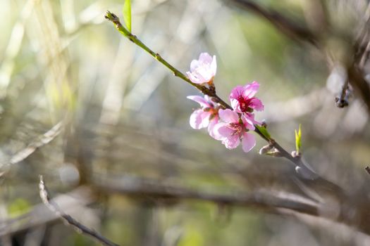 Sakura flowers blooming blossom in Chiang Mai, Thailand, nature background