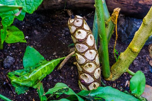 stem of a philodendron in closeup, growth process, tropical plant specie from America