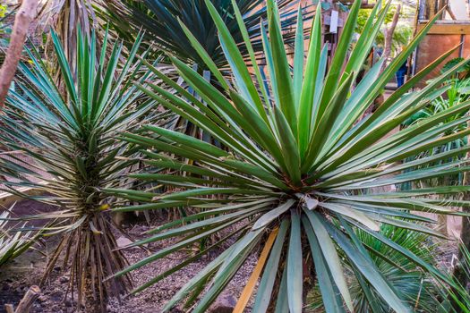 spanish dagger, also known as faxon yucca, tropical plant specie from the Chihuahuan desert of mexico