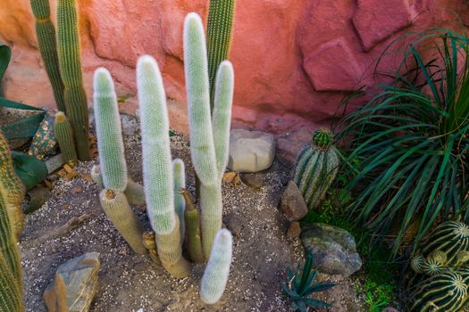 old man cactus in a tropical garden, grey bearded cactus, Endangered plant specie from mexico