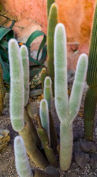 closeup of an old man cactus, white hairy coated cactus, Endangered plant specie from mexico