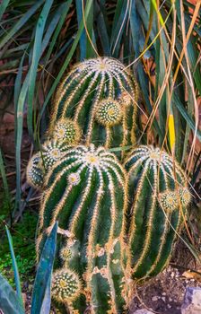 clustered golder barrel cactus, Endangered tropical plant specie from Mexico