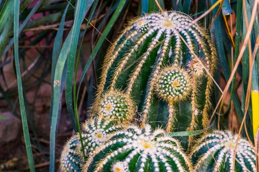 closeup of a clustered golden barrel cactus, Endangered tropical plant specie from Mexico