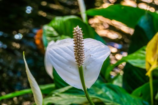 white peace lily in closeup, popular spathe flower, tropical plant specie from America