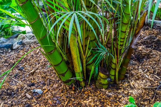 cluster of green bamboo trunks in a tropical garden, popular tropical plant specie