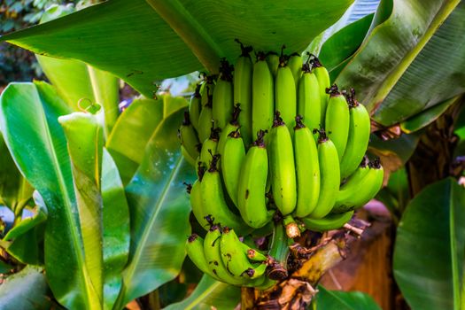 closeup of a banana bunch on a tree, edible banana plant specie from Asia