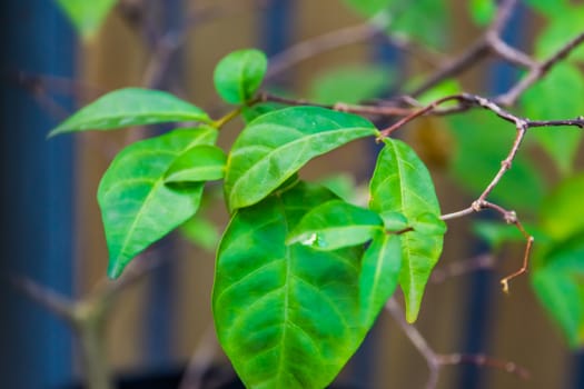 leaves of a Stephanostema stenocarpum in closeup, tropical plant specie from Tanzania believed to be extinct in the wild