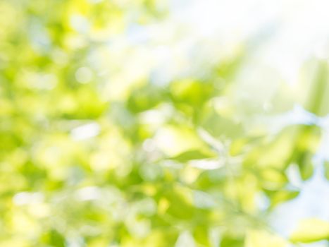 natural green leaves blurred background with bokeh