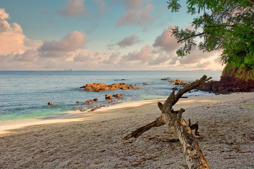 A piece of weathered driftwood on a tropical beach