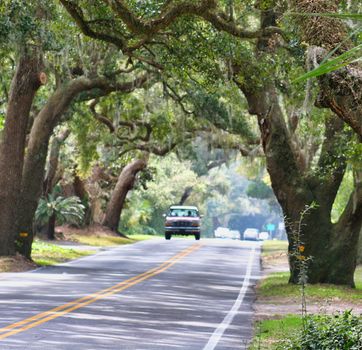 Tree Tunnel on Southern Road with a truck in the distance