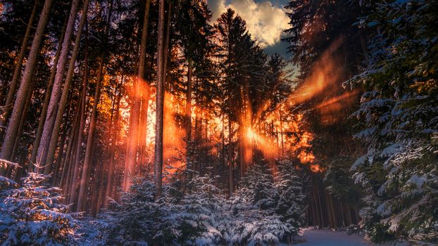 Wonderful sunset in a snowy forest in Upper Swabia, Germany