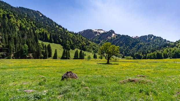 Wonderful hiking tour to the summit of the Buralpkopf, near Hochgrat, at the Nagelfluhkette in the beautiful Allgaeu.