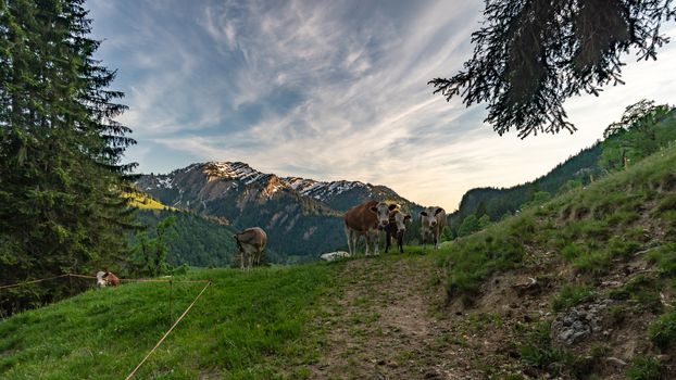 Wonderful hiking tour to the summit of the Buralpkopf, near Hochgrat, at the Nagelfluhkette in the beautiful Allgaeu.