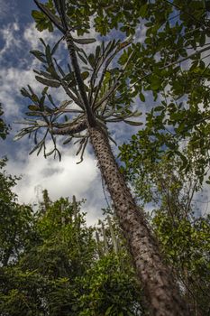 Consolea picardae plant in a tropical forest in Dominican Republic