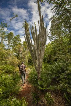 Cotubanama National Park in Dominican Republic, Padre Nuestro Section with typical vegetation inside and quarries such as the Cueva de Padre Nuestro and Cueva del Chico