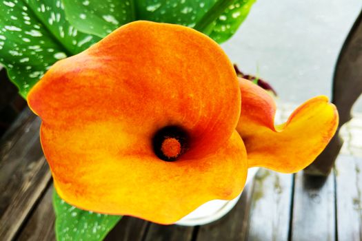 close up of delicate orange calla lily