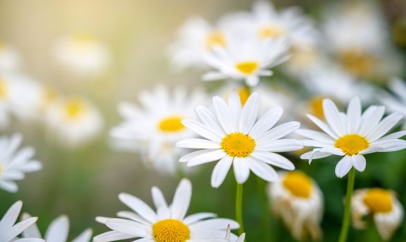 The yellow orange butterfly is on the white pink flowers in the green grass fields