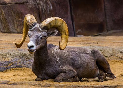 beautiful closeup portrait of a male bighorn sheep, tropical animal specie from North America