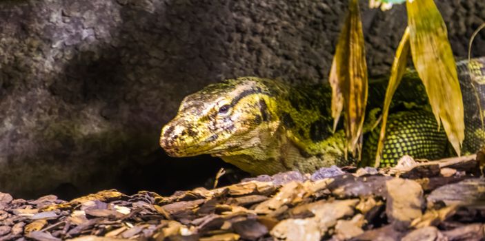 closeup of the face of a common water monitor, tropical lizard specie from Asia