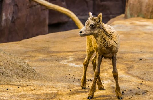 Bighorn sheep lamb in closeup, Adorable wild animal specie from North America