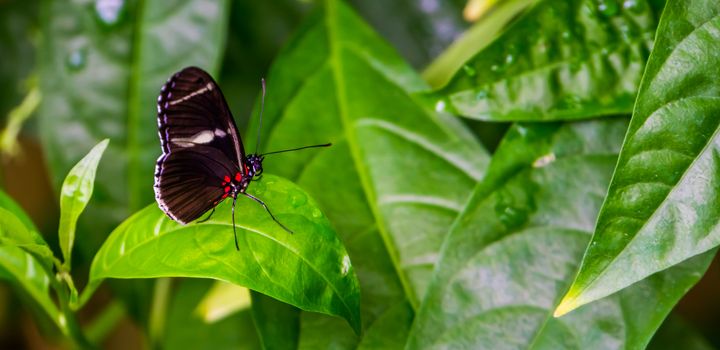Side view of a sara longwing butterfly, tropical insect specie from the amazon basin of America