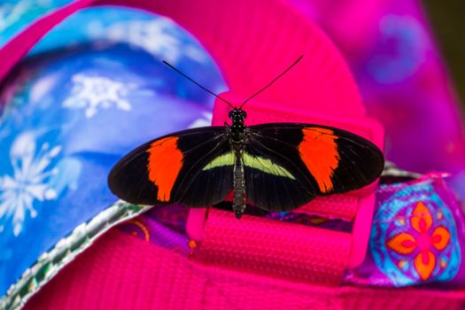 Dorsal view of a common postman butterfly sitting on a bag, tropical insect specie from America