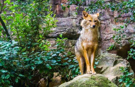 beautiful portrait of a golden jackal standing on a rock, wild dog specie from Eurasia