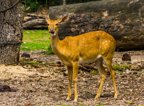 Female eld's deer looking in the camera in closeup, Endangered animal specie from Asia