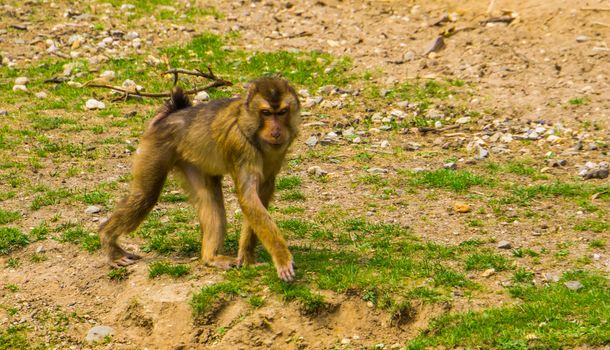 portrait of a southern pig tailed macaque walking, vulnerable primate specie from Asia