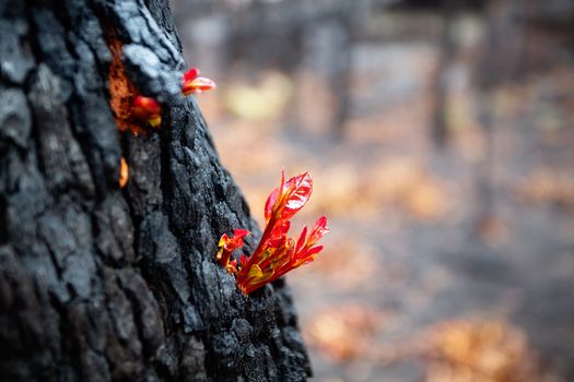 Small leaves burst forth from a burnt tree after a bush fire.  Very shallow dof.
