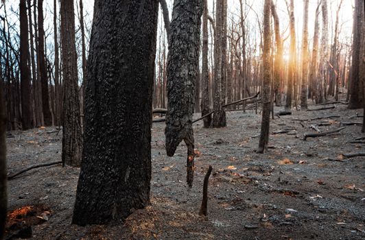 suspended burnt tree in a burnt out area of Blue Mountains after summer bush fires in Australia