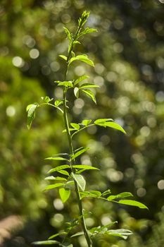 Green twig and undergoing growth of the rosewood plant taken under the autumnal sunlight with blurred background with a magical bokeh ...