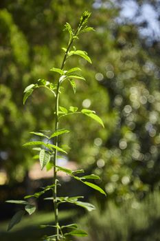 Green twig and undergoing growth of the rosewood plant taken under the autumnal sunlight with blurred background with a magical bokeh ...