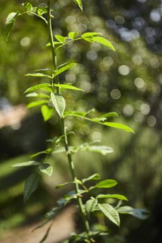 Detail of a portion of the rosary plant under the faint light of the setting sun.