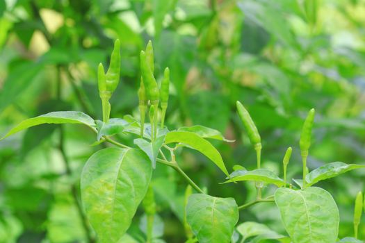 green chilli in organic farm of Thailand.