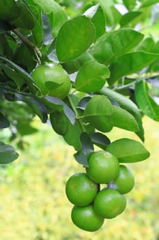 Close up of green organic lime citrus fruit on tree.