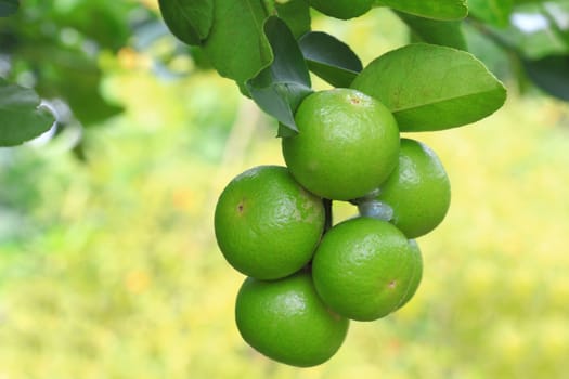 Close up of green organic lime citrus fruit on tree.