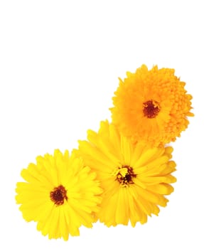 Three yellow and orange calendula flowers in the corner of a white background with copy space