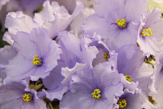 Beautiful Saintpaulia or Uzumbar violet. Purple indoor flowers close-up. Natural floral background for happy birthday, mother's day, women's day, anniversary, wedding invitation