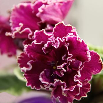 Beautiful Saintpaulia or Uzumbar violet. Purple indoor flowers close-up. Natural floral background.