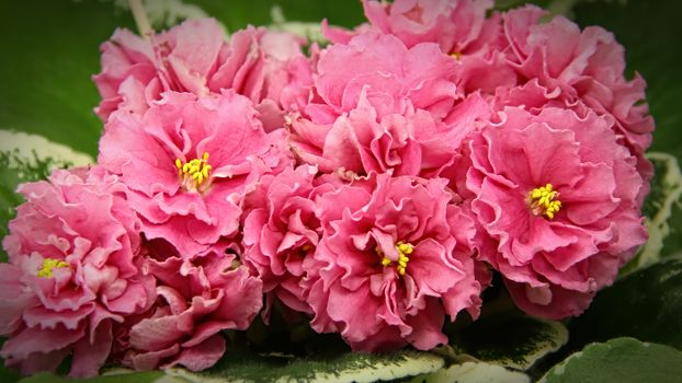 Beautiful Saintpaulia or Uzumbar violet. Pink indoor flowers close-up. Natural floral background.