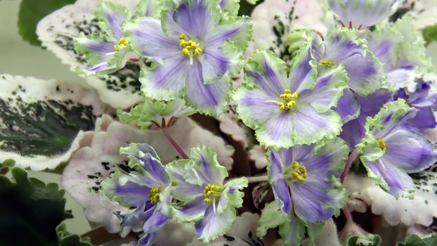 Floral background of beautiful pale blue flowers of African violet or Saintpaulia close-up