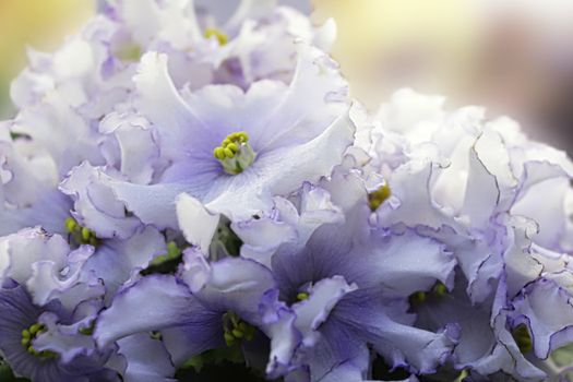 Beautiful Saintpaulia or Uzumbar violet. Blue indoor flowers close-up. Natural floral background for happy birthday, mother's day, women's day, anniversary, wedding invitation