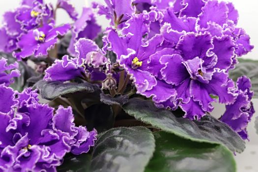 Beautiful Saintpaulia or Uzumbar violet. Purple indoor flowers close-up. Natural floral background for happy birthday, mother's day, women's day, anniversary, wedding invitation