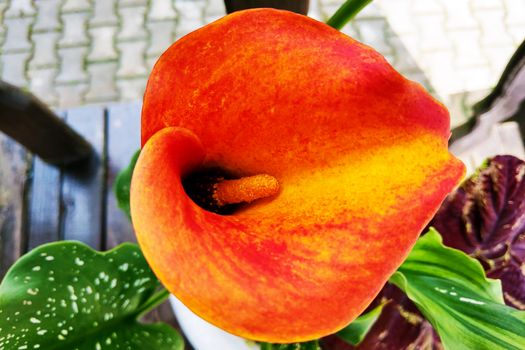 Orange Calla Lilies on plants in the garden