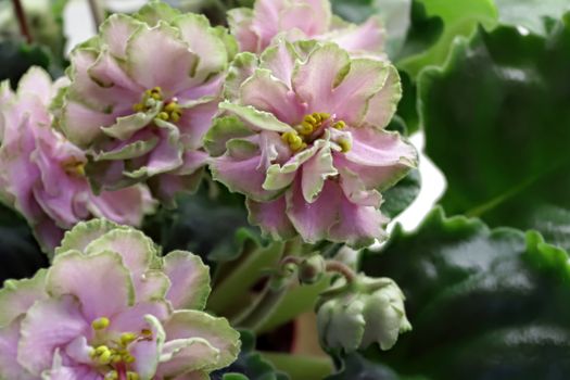 Beautiful Saintpaulia or Uzumbar violet. Pink indoor flowers close-up. Natural floral background for happy birthday, mother's day, women's day, anniversary, wedding invitation