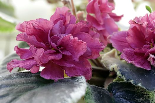 Beautiful Saintpaulia or Uzumbar violet. Pink indoor flowers close-up. Natural floral background for happy birthday, mother's day, women's day, anniversary, wedding invitation