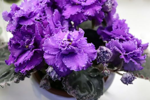 Beautiful Saintpaulia or Uzumbar violet. Purple indoor flowers close-up. Natural floral background for happy birthday, mother's day, women's day, anniversary, wedding invitation